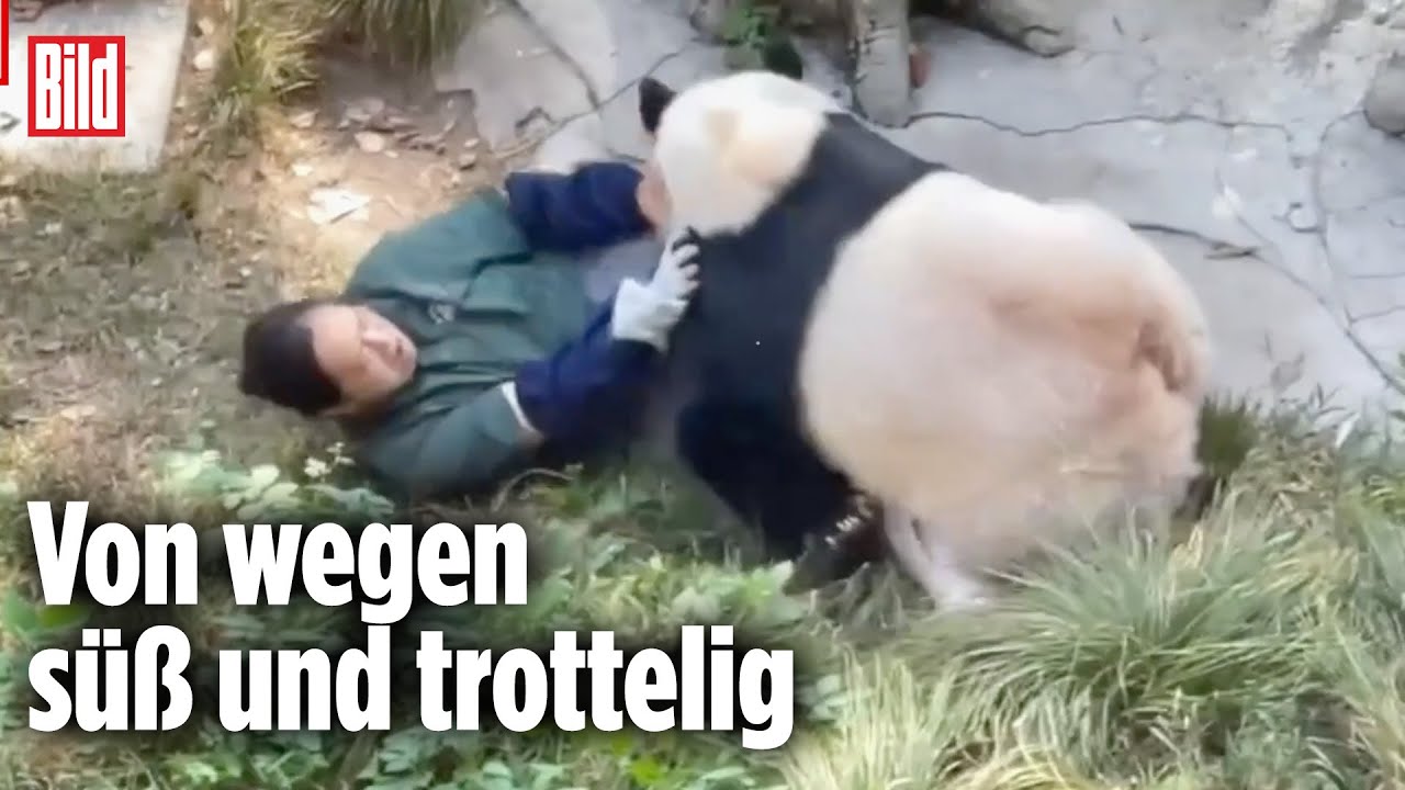 CHINA: Kung-Fu-Panda verm&ouml;belt Pflegerin