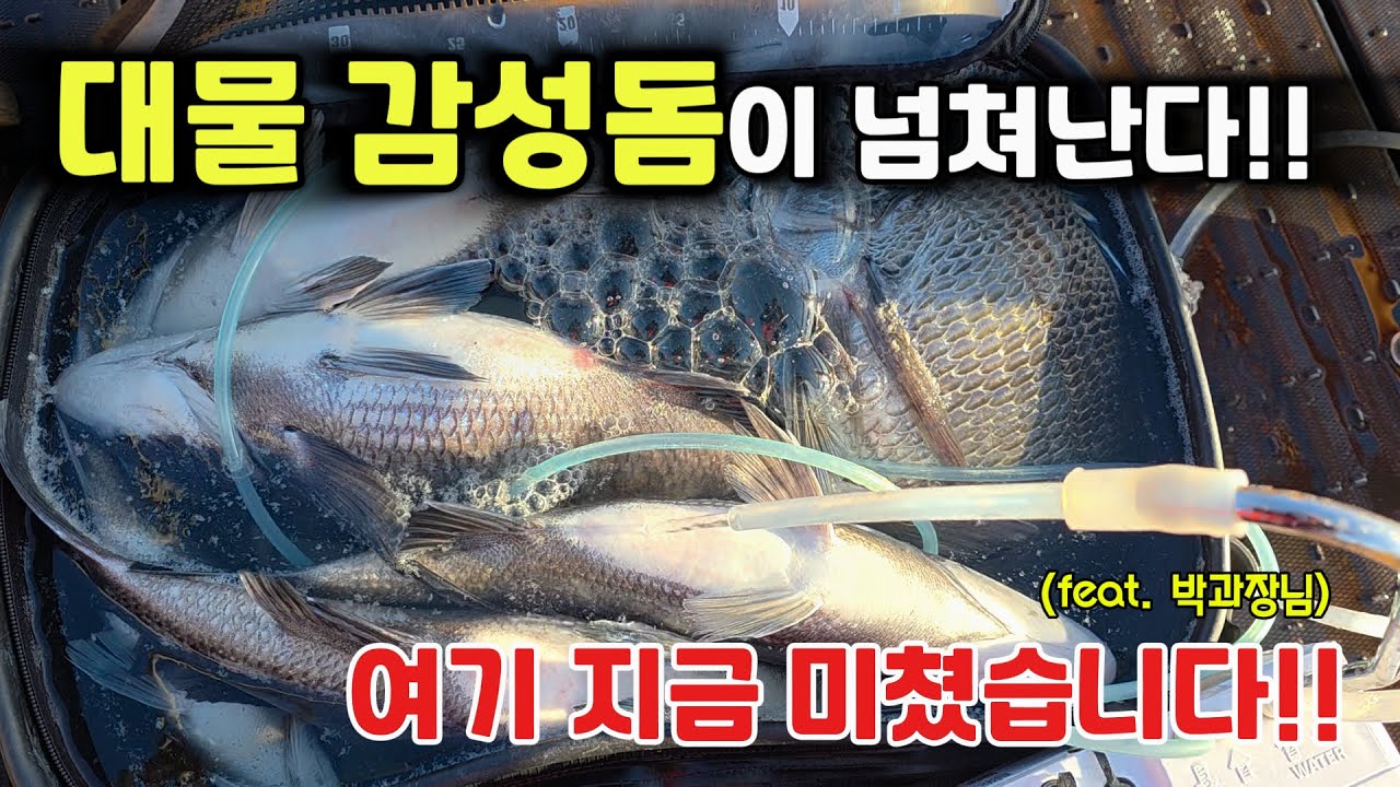 내만 앞바다에 지금 