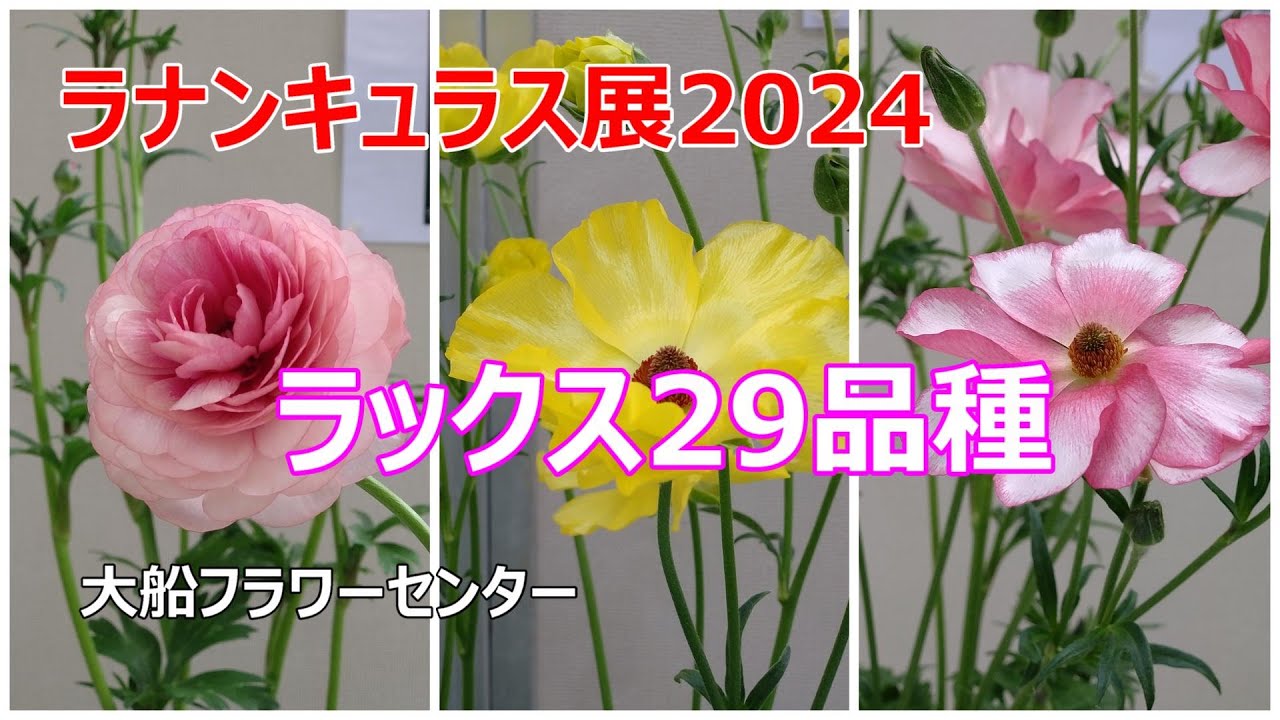 ラナンキュラス展2024　ラックス29品種