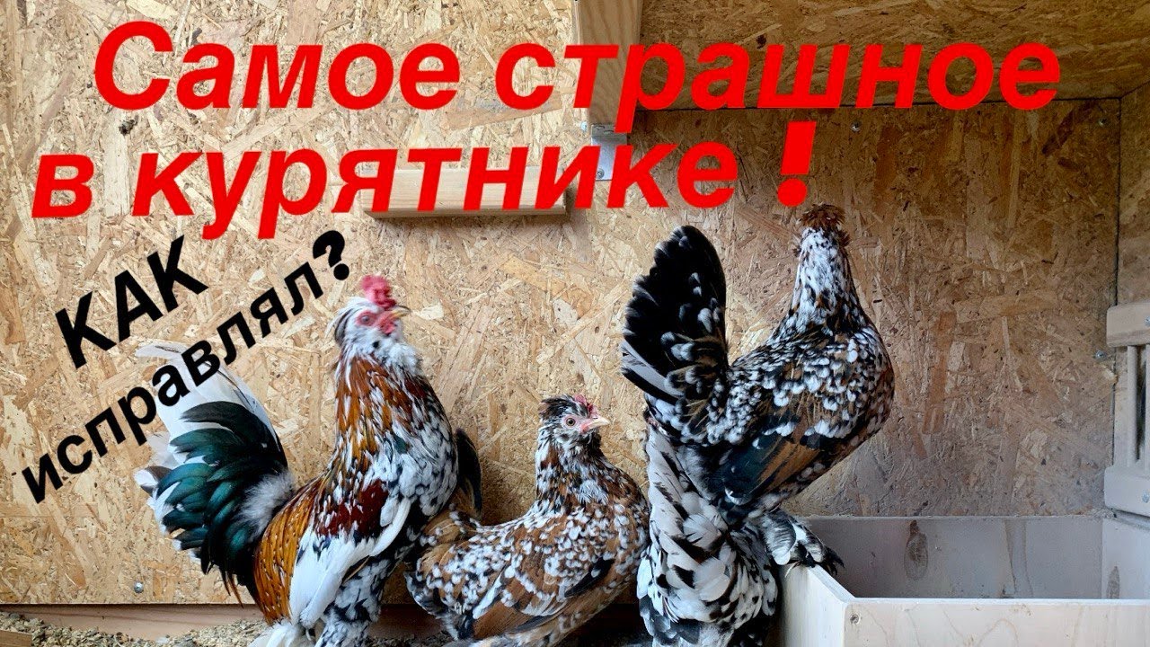 НЕправильный КУРЯТНИК. УЖАС!!!
