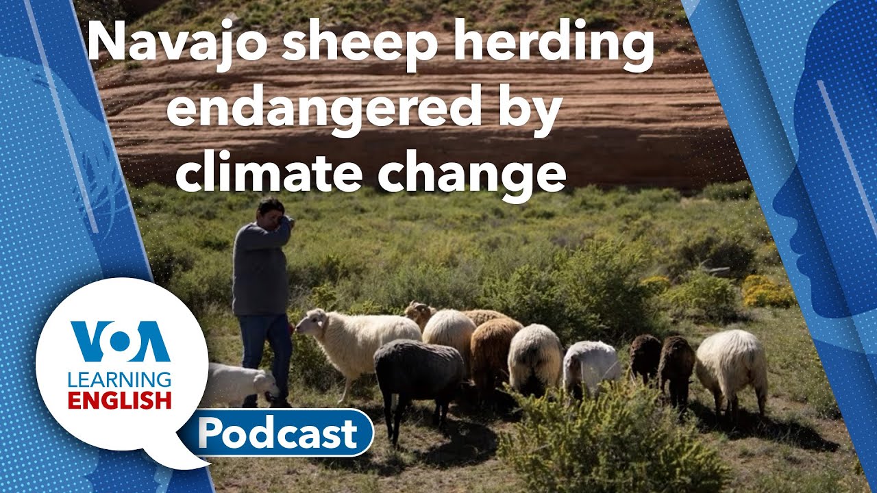 Learning English Podcast   Chinese Migration to US, Sheep herders, Antarctica's forests 1