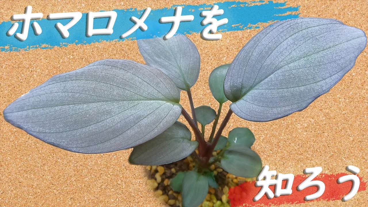 ホマロメナ育成の基本を解説！【初心者向け】