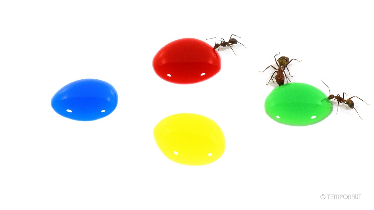 Ants vs Diverse Colored Sugar Water