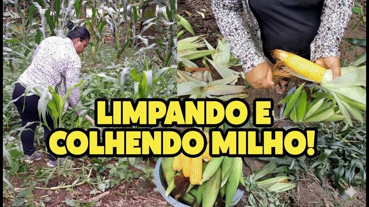 Limpeza e colheita de milho/ maior que a expectativa/ vida no sítio 