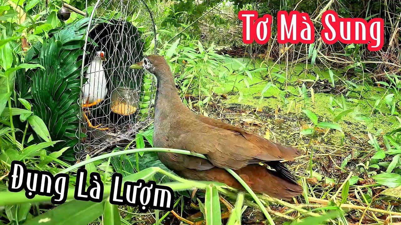 Bổi Quá Sung Về Là Đá Liền | Đam Mê Săn Bắt
