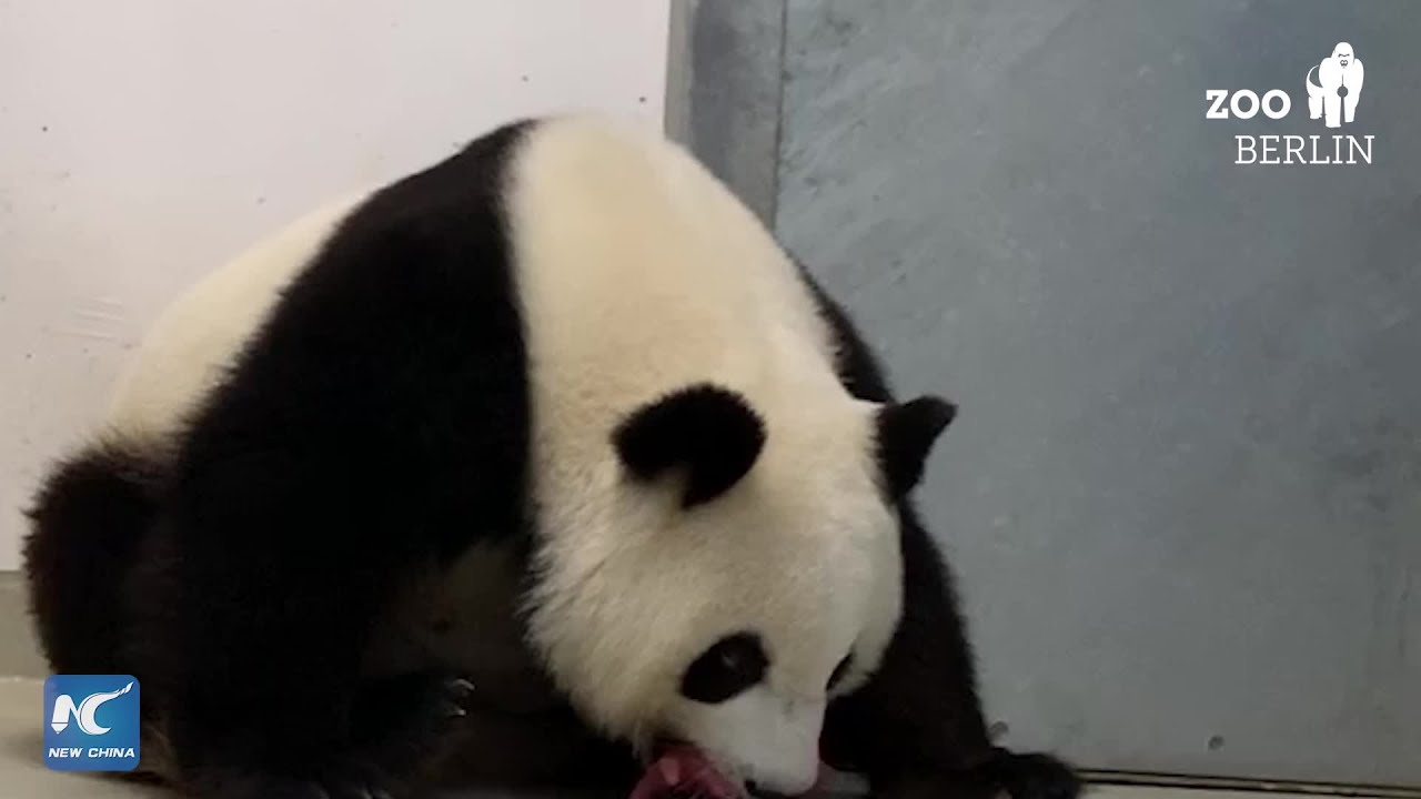 First panda cubs born in German zoo
