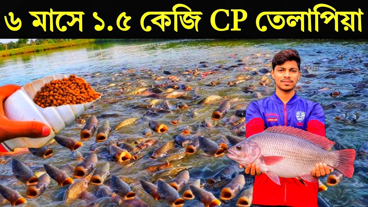 মাত্র ৬ মাসে ১.৫ কেজি ওজন CP তেলাপিয়া।যোগাযোগ-01710223754