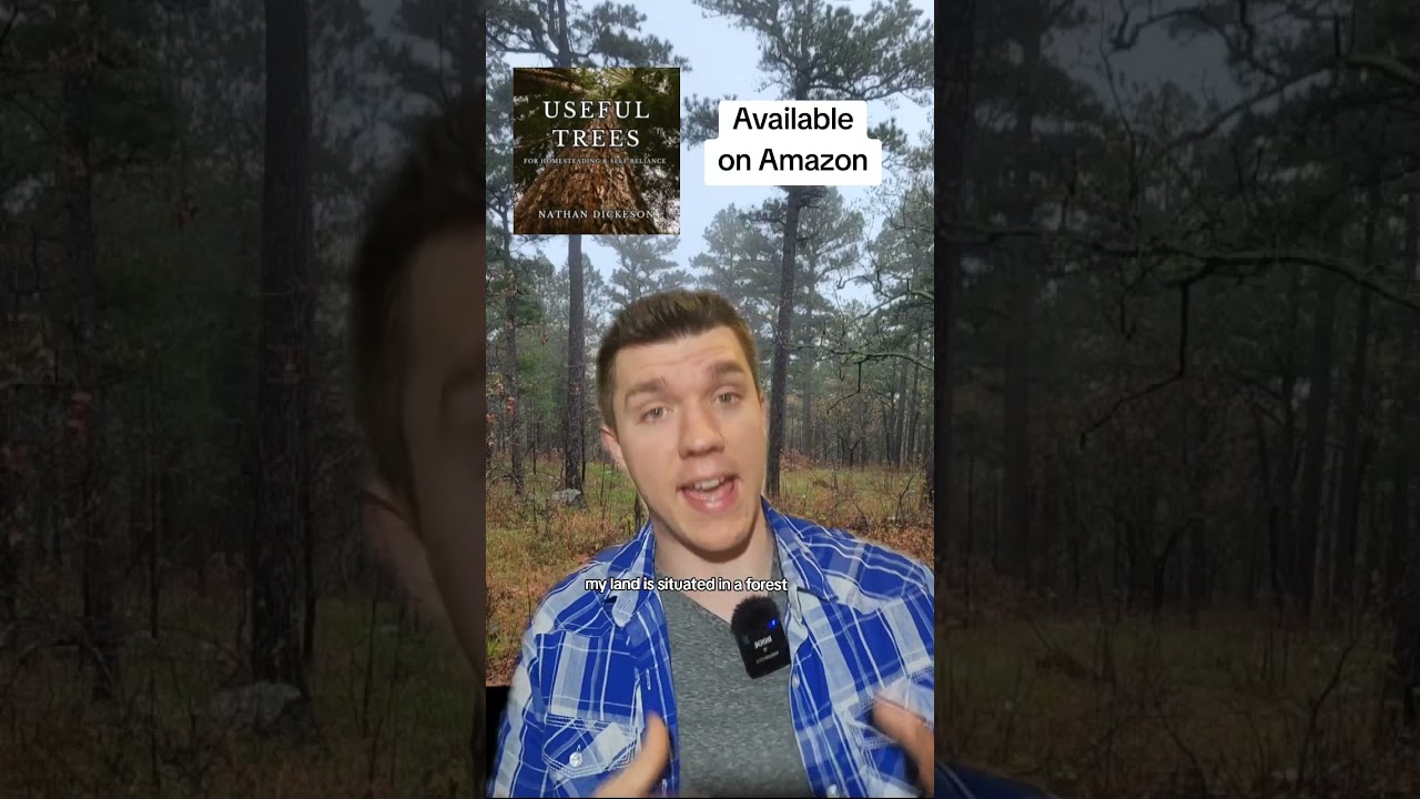 Timber Frame vs Log Cabin vs Stick framed homes? #homestead #offgrid
