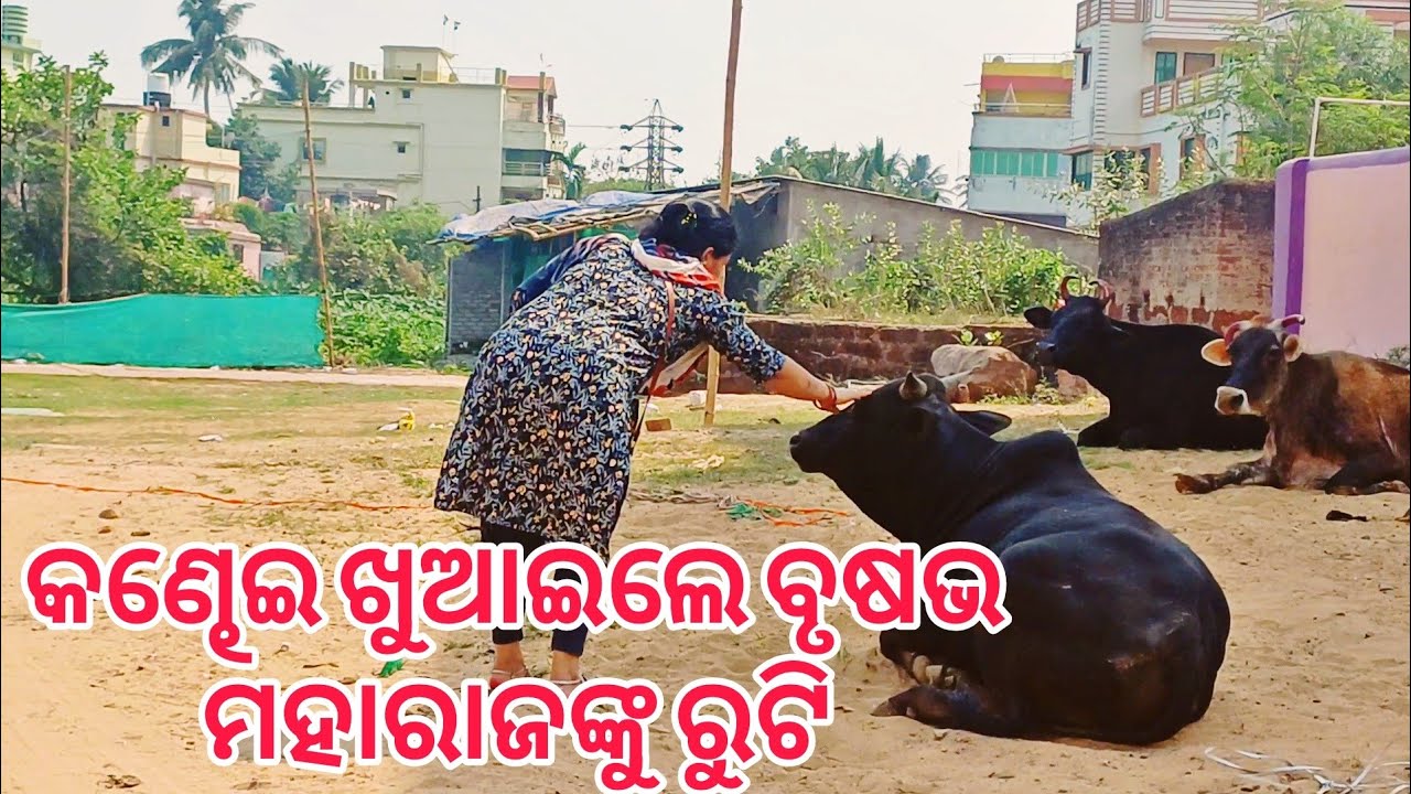 କଣ୍ଢେଇ ଖୁଆଇଲେ ବୃଷଭ ମହାରାଜଙ୍କୁ ରୁଟି 🤩 #dailyvlog #vlog #dailylifestyle #viralvlogs 