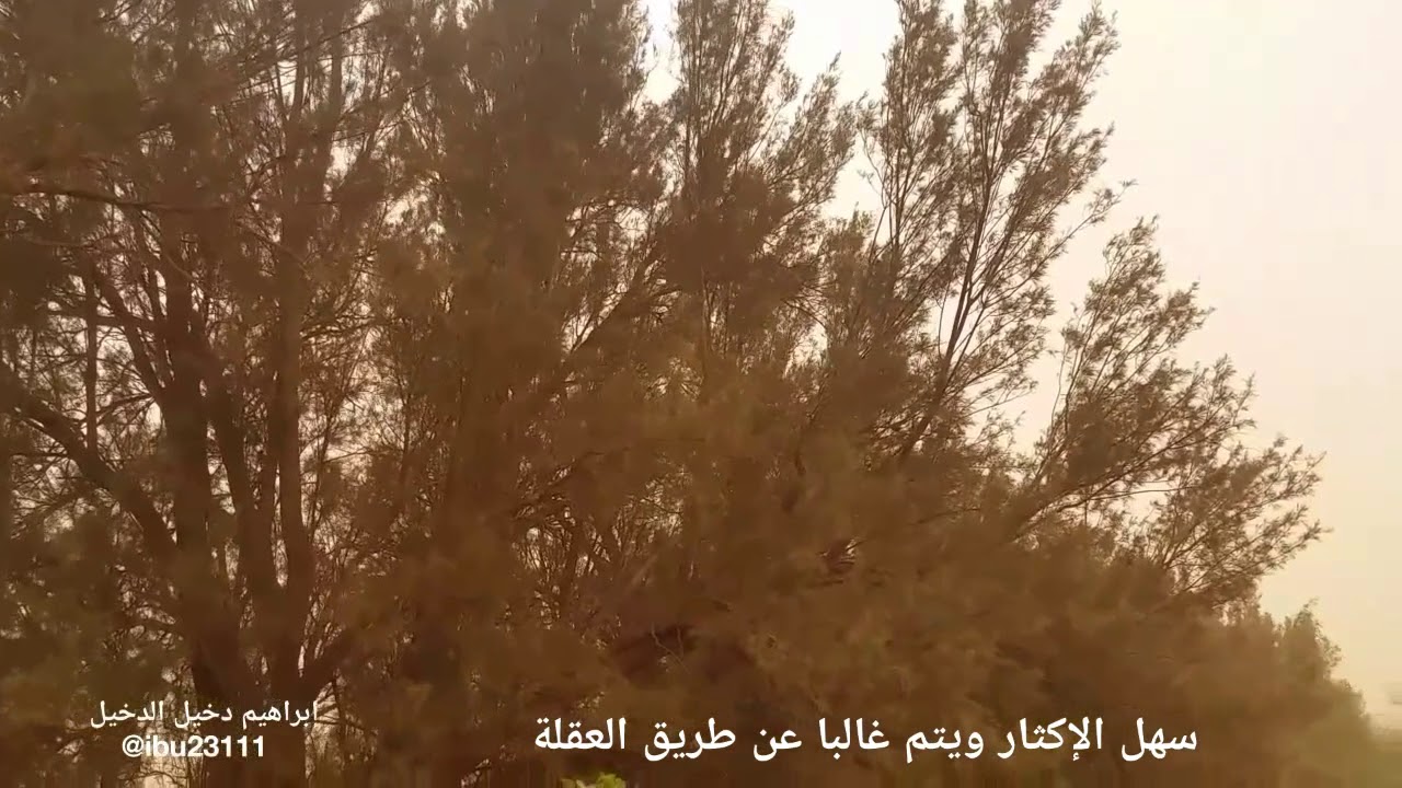 الأثل  Tamarix aphylla أحد أفضل الأشجار في مقاومة الرياح
