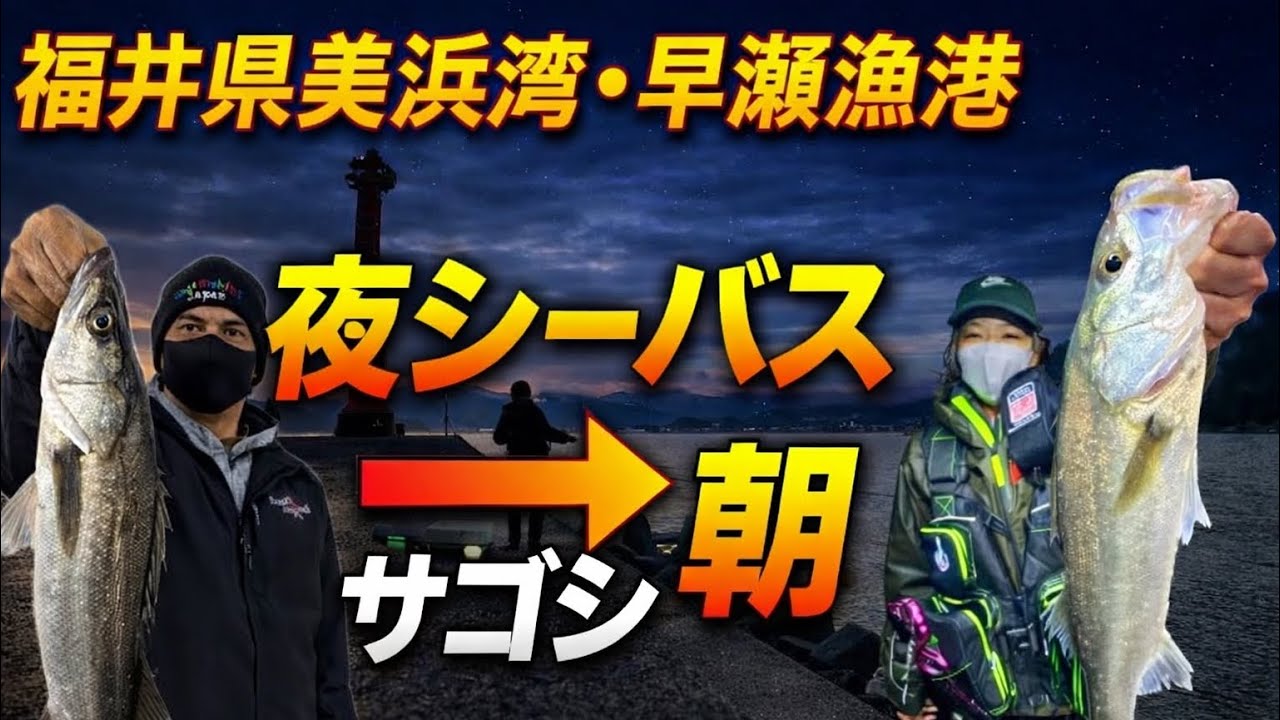 福井県美浜湾早瀬漁港のナイトシーバスとデイサゴシキャスティング釣り