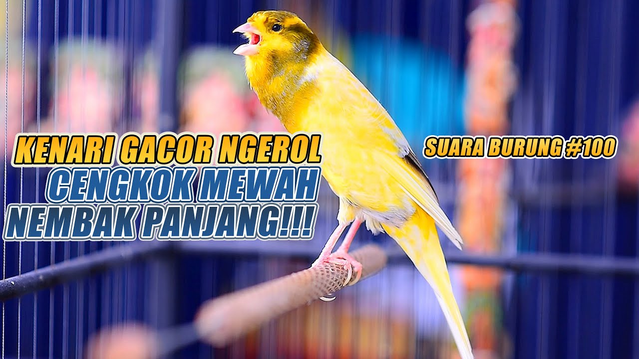 SUARA BURUNG |100| Kenari GACOR PANJANG INI Cocok untuk Masteran KENARI PAUD dan Kenari Macet BUNYI