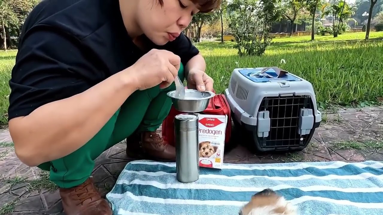 The random stray puppy rescue mission