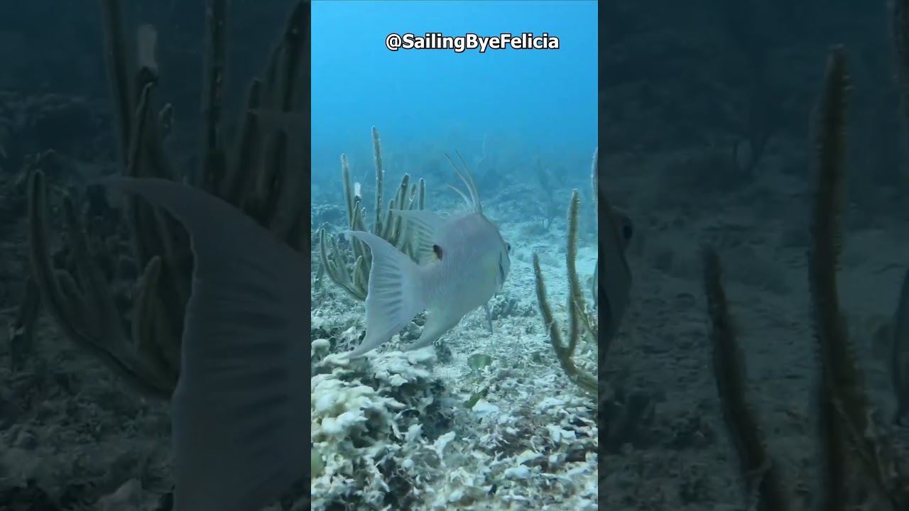 Facts About The Hogfish! 🐟