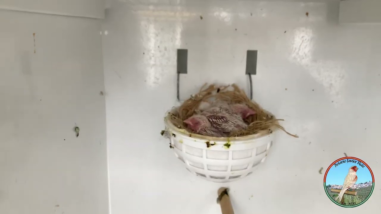 CRÍA 2023 EN EL NUEVO AVIARIO