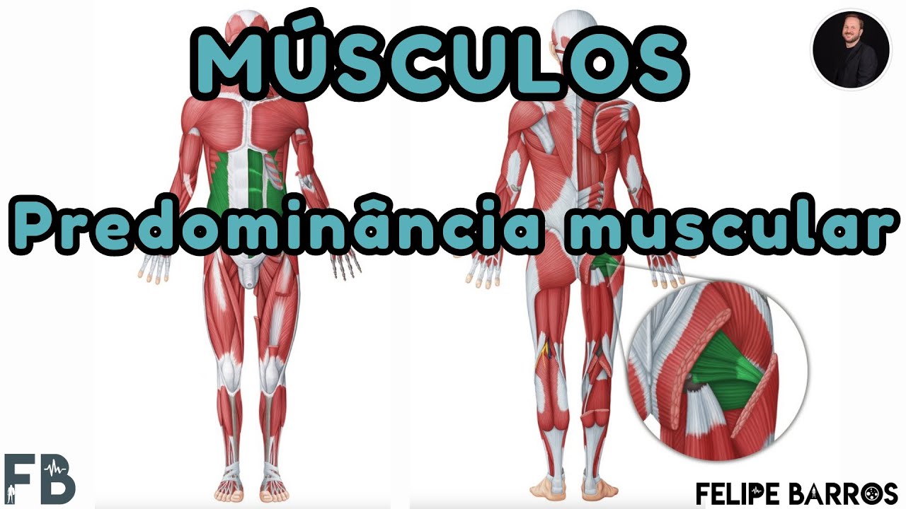 MÚSCULOS: Entenda as predominâncias musculares e sua importância na reabilitação e treinamento