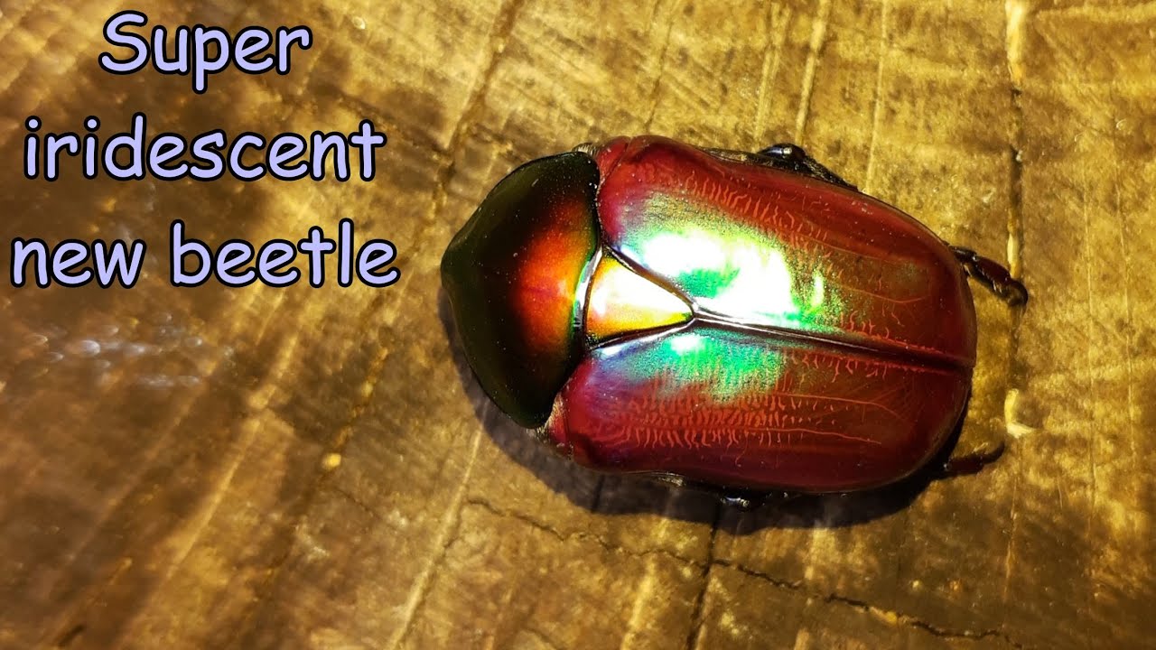 Super iridescent beetle. A freshly emerged Cetonischema speciosa jousselini.