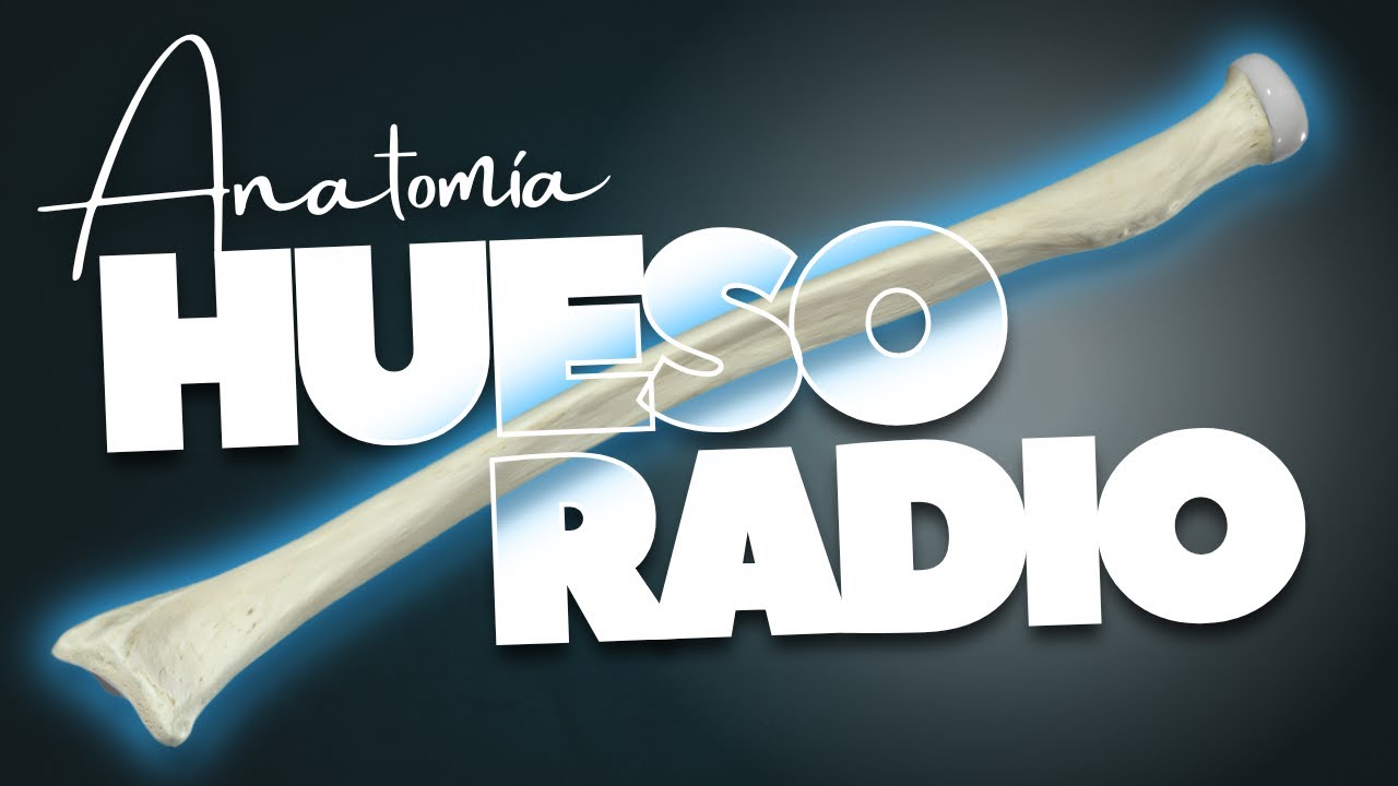 🔥 HUESO RADIO y sus PARTES | Toda su ANATOMIA en 3D [2025]