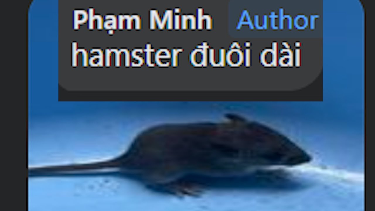 Hamster đuôi dài...