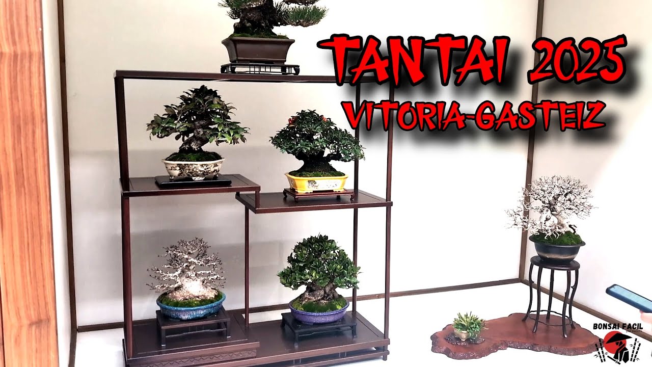 Tantai Bonsai Expo 2025 Vitoria-Gasteiz