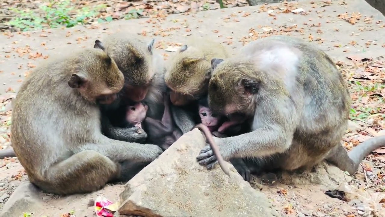 Big family’s monkey natural 
