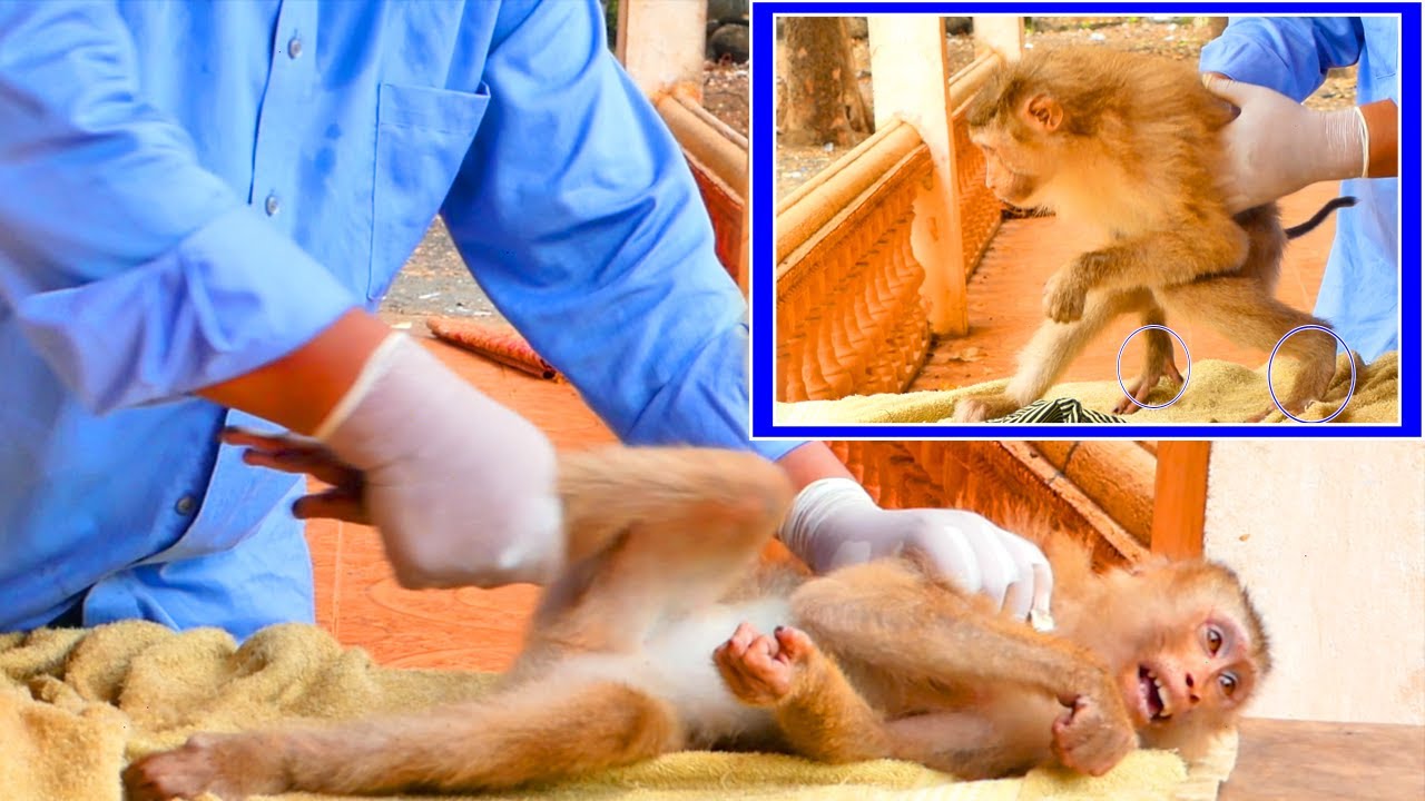 Beloved MOKA gets Massages and Movement fibers better to walk - thank guy pay attention care for her