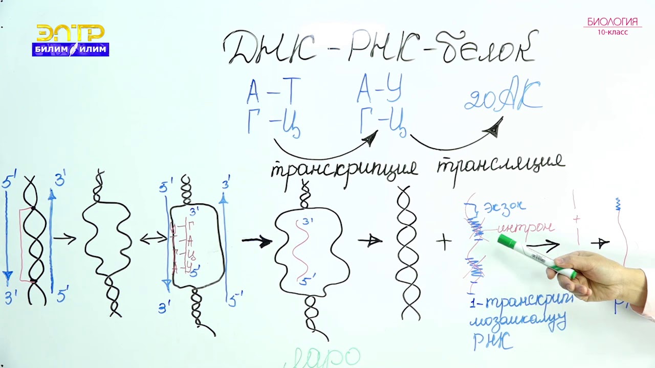 10-класс | Биология | Тукум куума маалыматтын клетка деңгээлинде берилиши. ДНК-РНК- Белок