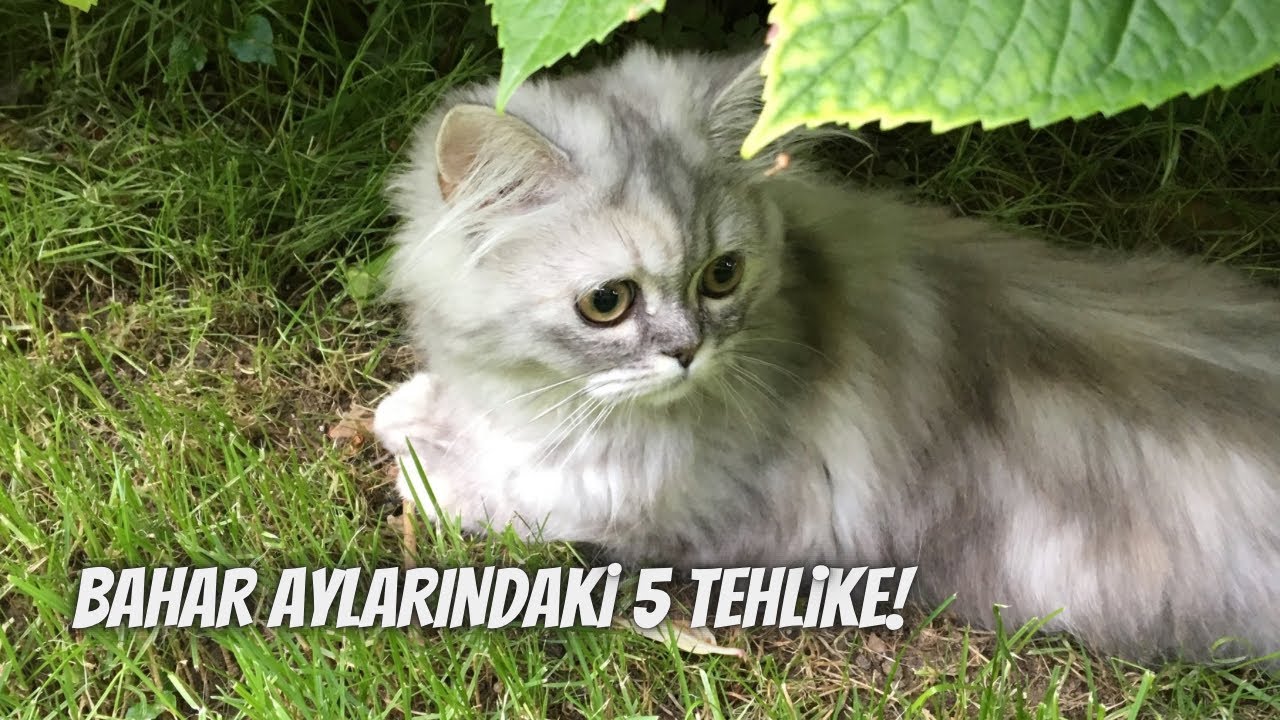 İlkbaharda kedi sahiplerinin dikkat etmesi gereken 5 tehlike!