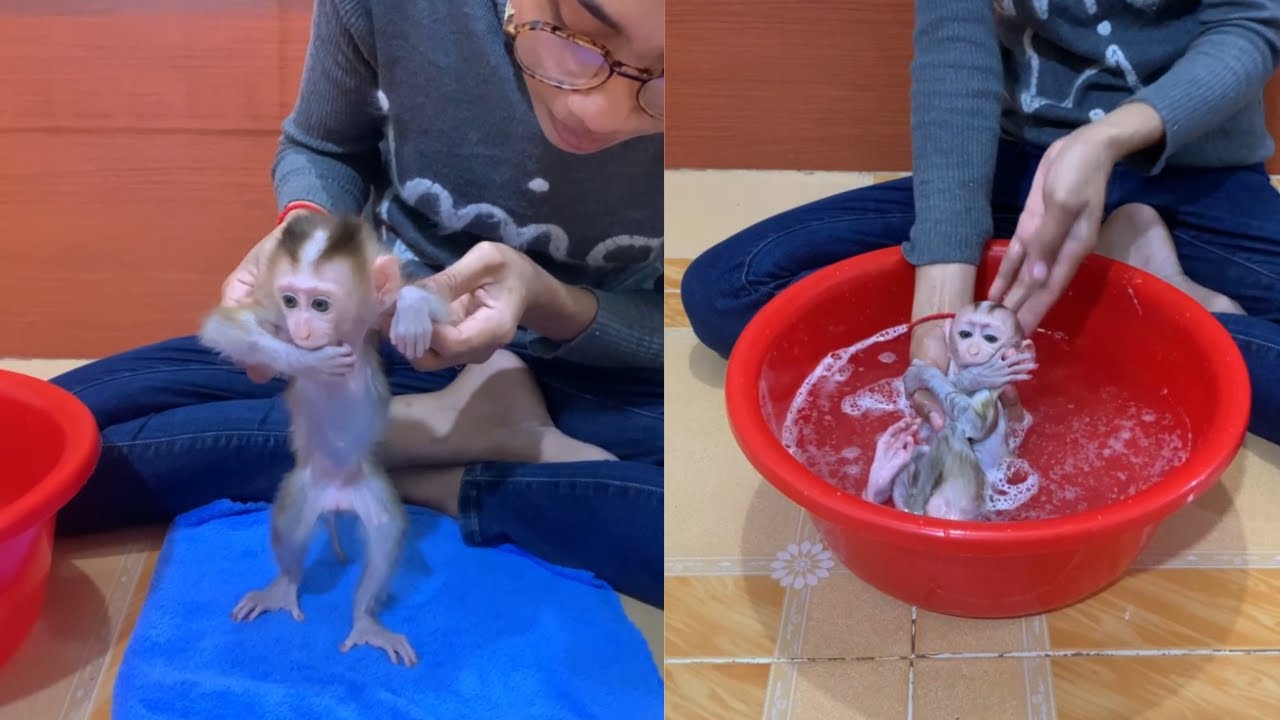Baby Monkey’s Bath Time 🛁 | Gentle Care & Cute Reactions