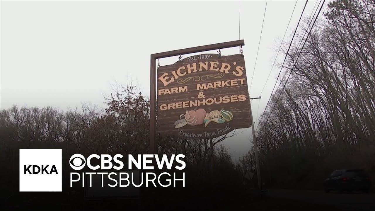 2 calves escape enclosure on Pittsburgh-area farm