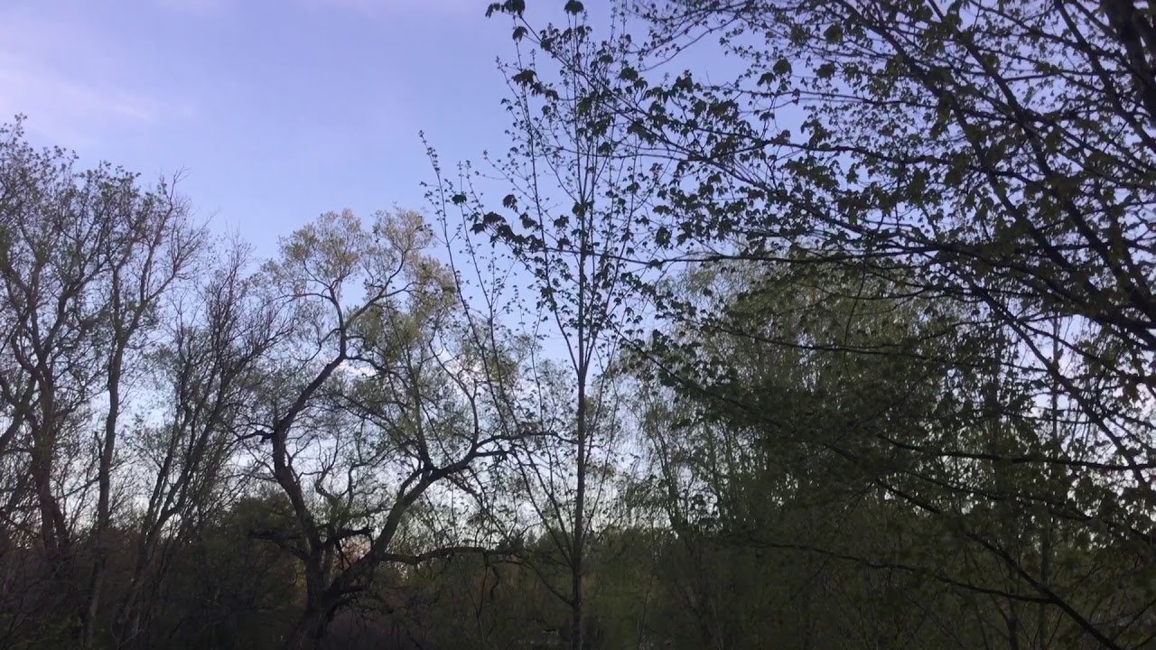 Loud Bird Call