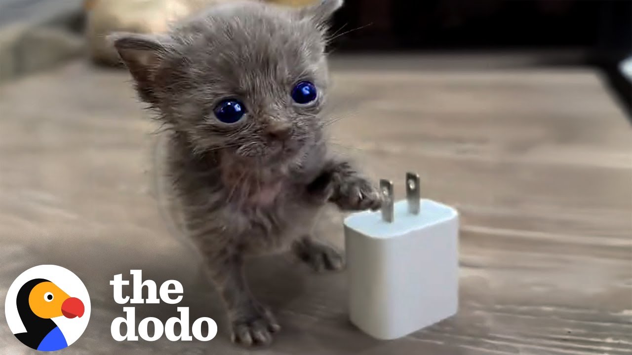 Micro Kitten Befriends An Eyeless Kitten 💕 | The Dodo