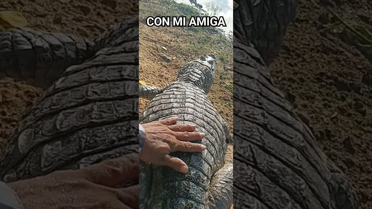 BABILLA DEGANDOSE ACARICIAR