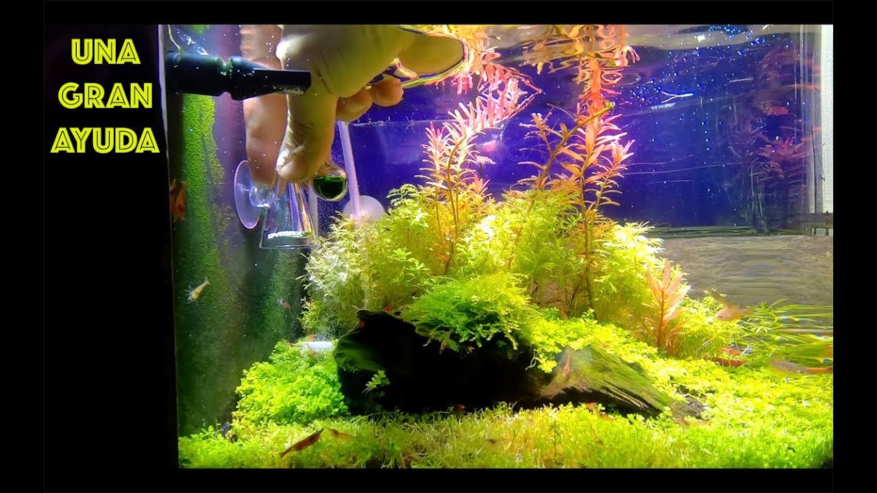 Indicador de CO2 para el ACUARIO NANO PLANTADO||||||😍👌🐠🐠