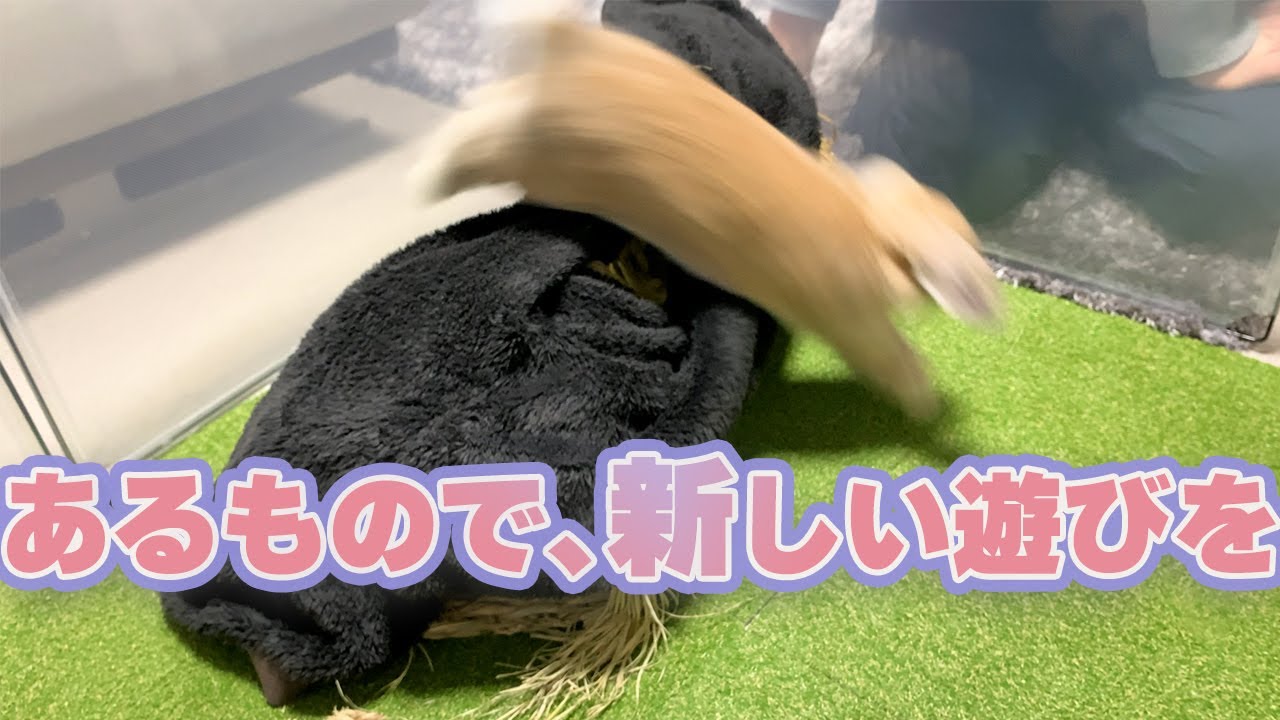 あるもので遊ぶ