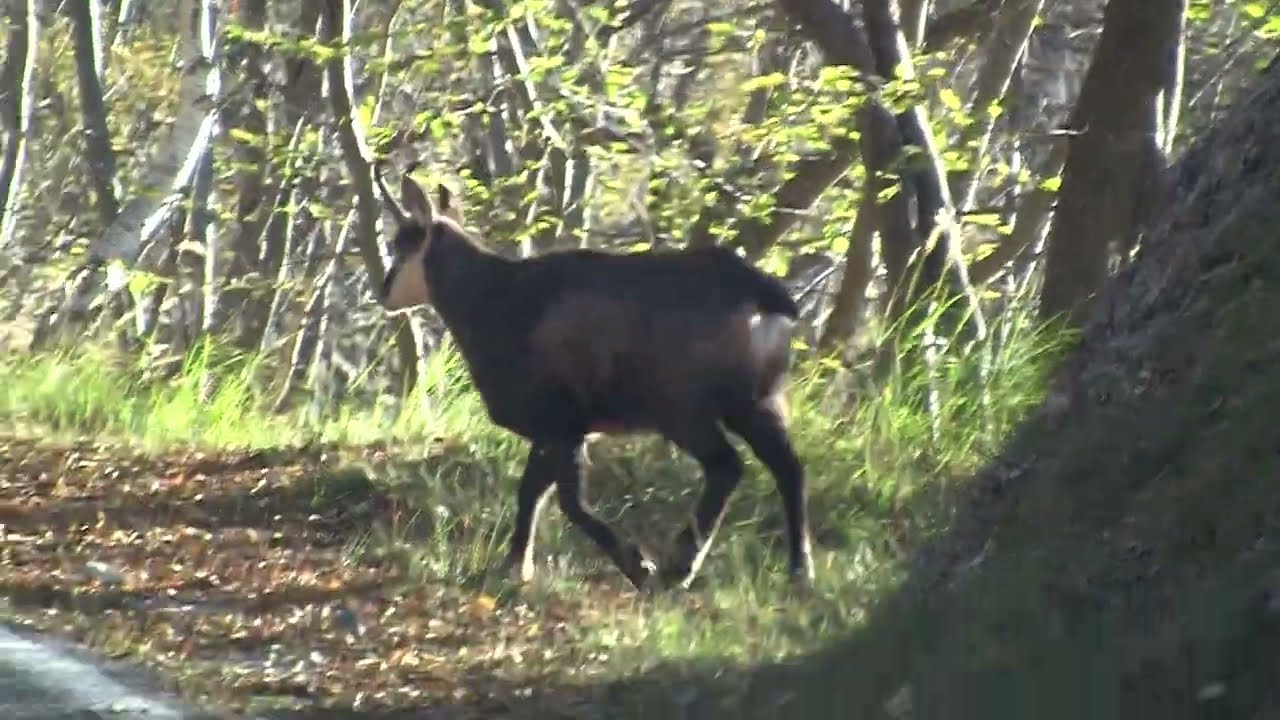 Camoscio in strada      ( Questo di dove e' saltato fuori )