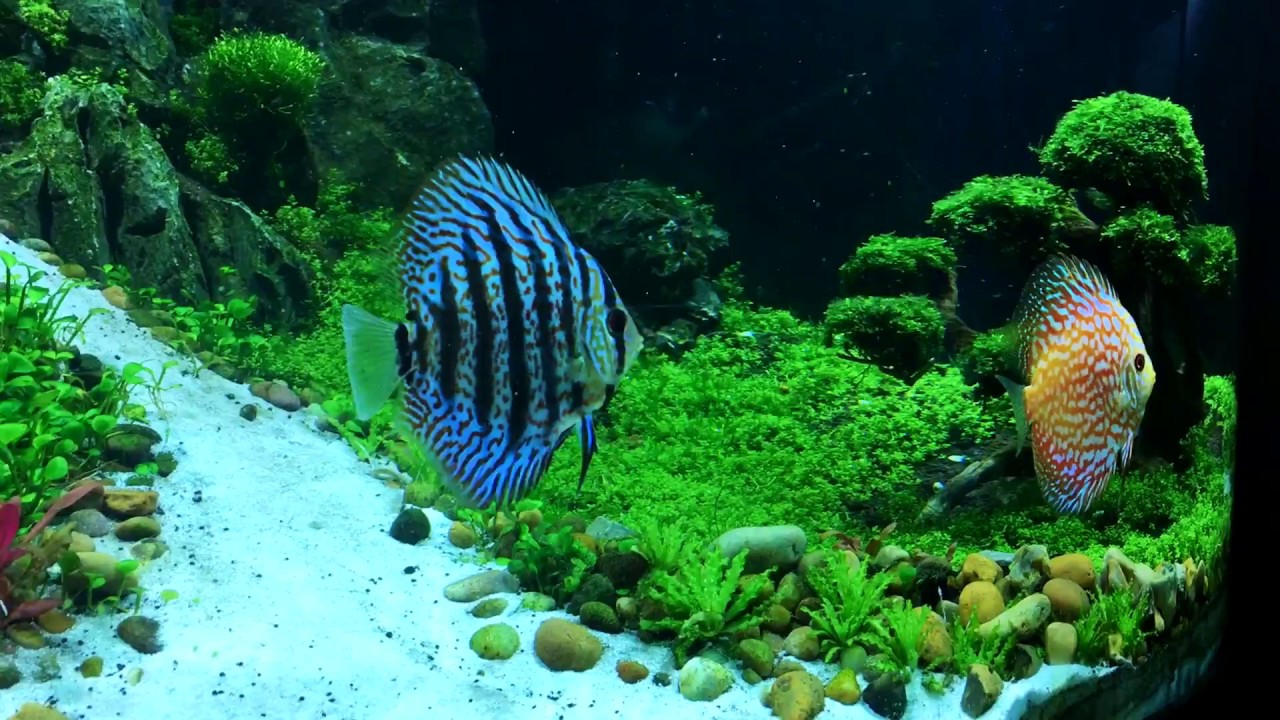 Planted Aquarium 2