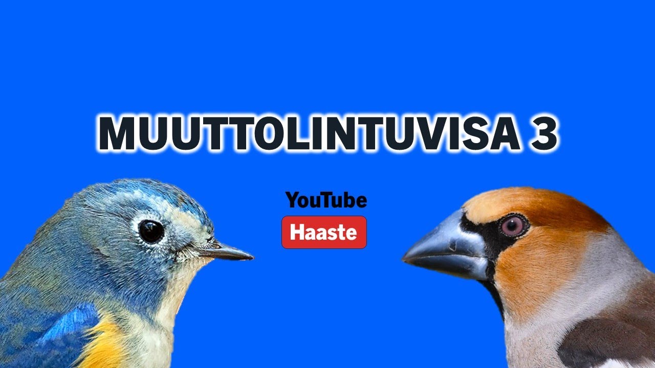 Muuttolintuvisa 3/3