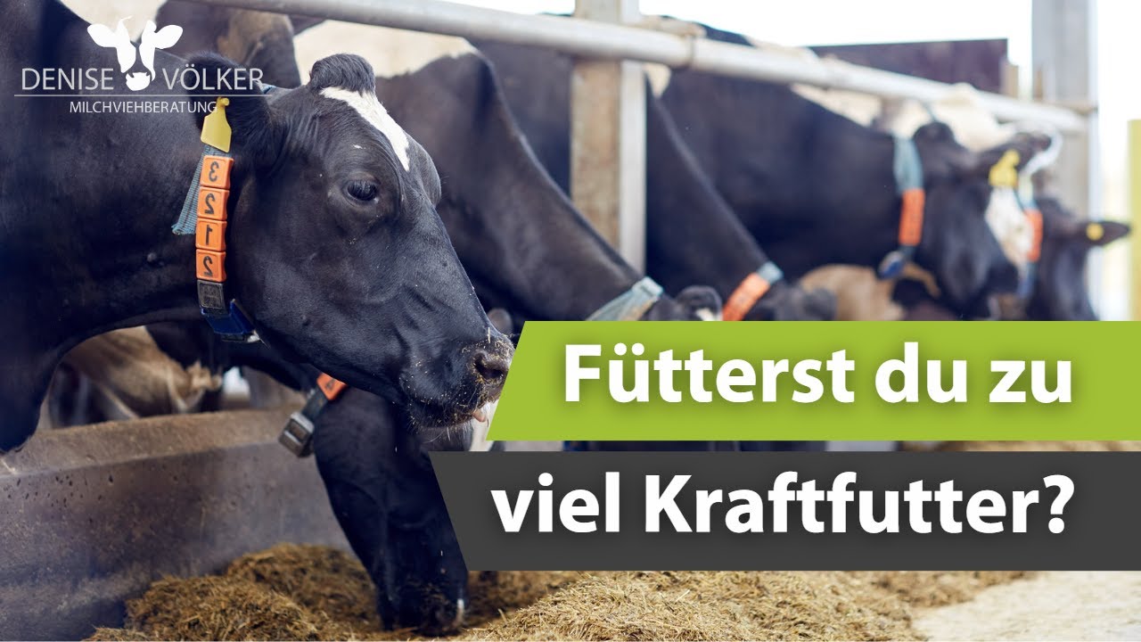 F&uuml;tterst du zu viel Kraftfutter?