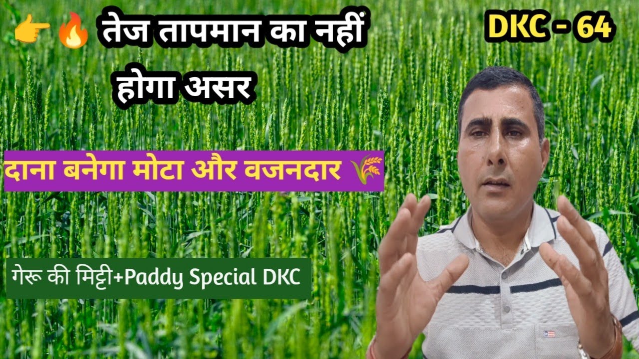 🌾 तेज गर्मी में भी दाना बनेगा मोटा और वजनदार 💪 | गेरू की मिट्टी + Paddy Special DKC का कमाल 🔥