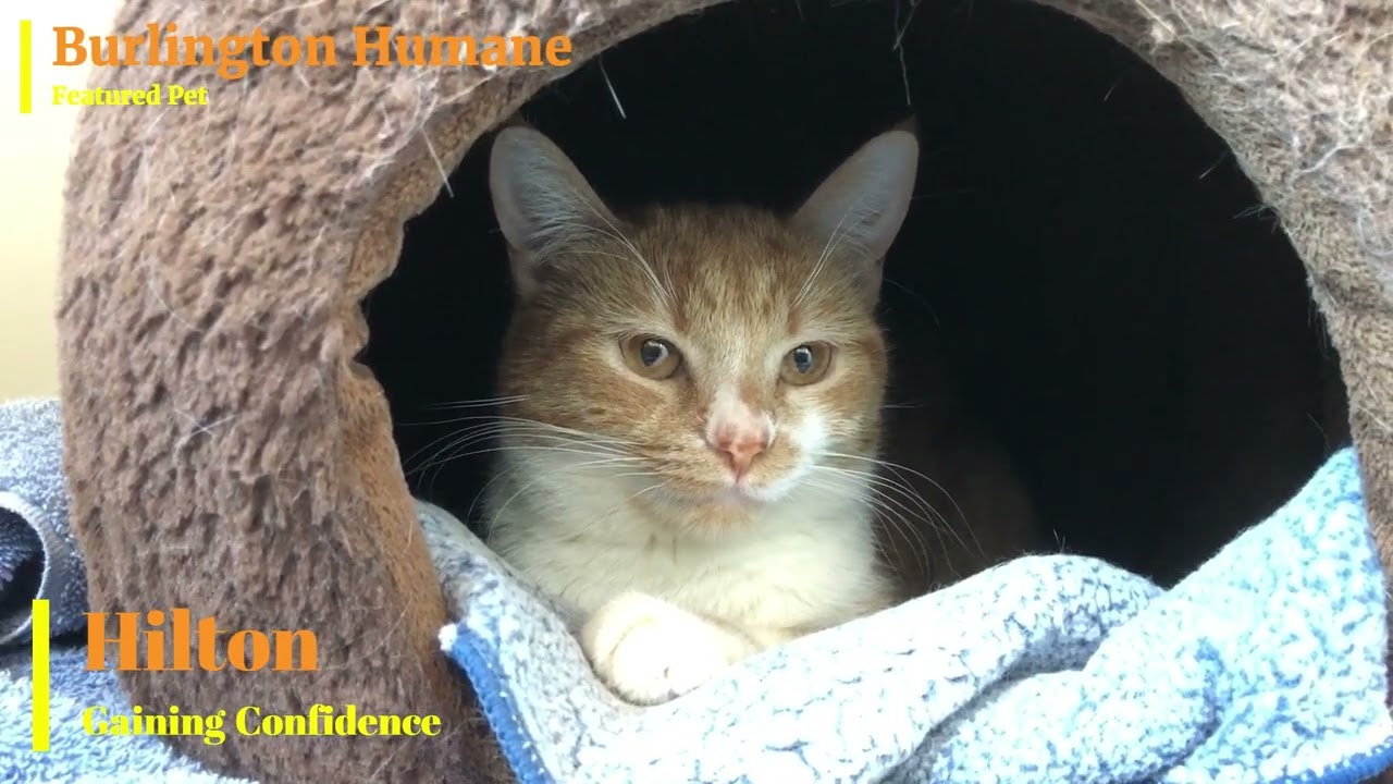 Burlington Humane's Featured Pet:  Hilton (Gaining Confidence)