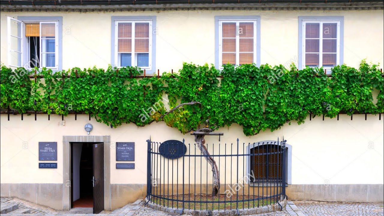 The Worlds Oldest Grape Vine  || Stara Trta in Maribor, Slovenia • SLOVENSKA KUHINJA (EXCLUSIVE)