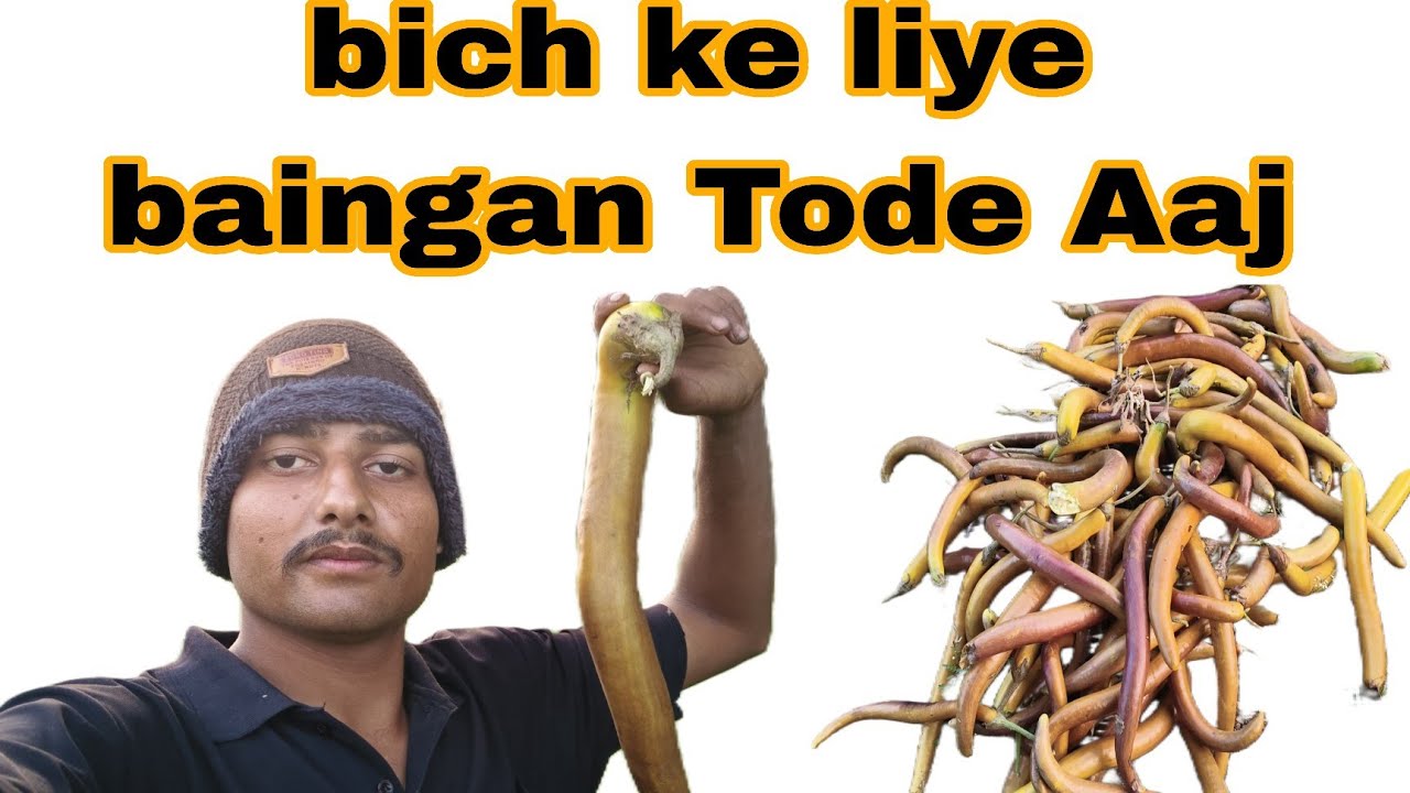 Bich ke liye baingan Tode Aaj#vlog 🍆