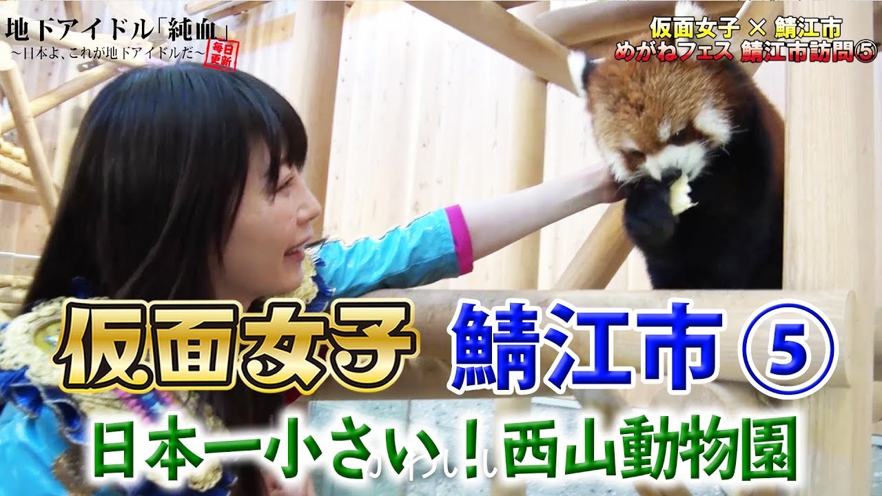 純血1650話 仮面女子×鯖江市その５『レッサーパンダ、フランソワルトンなど希少動物がたくさん！日本で一番小さい西山動物園訪問！』