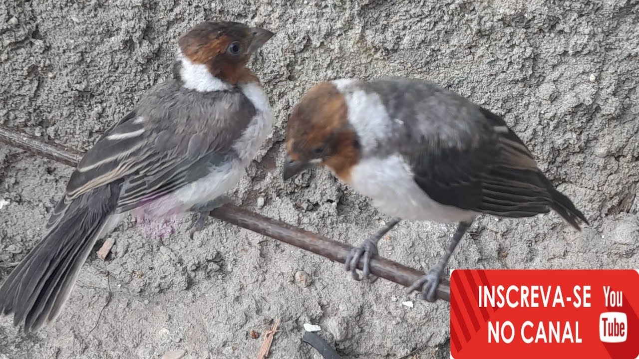 Galo de campina Macho é Fêmea - indetifique  de maneira fácil