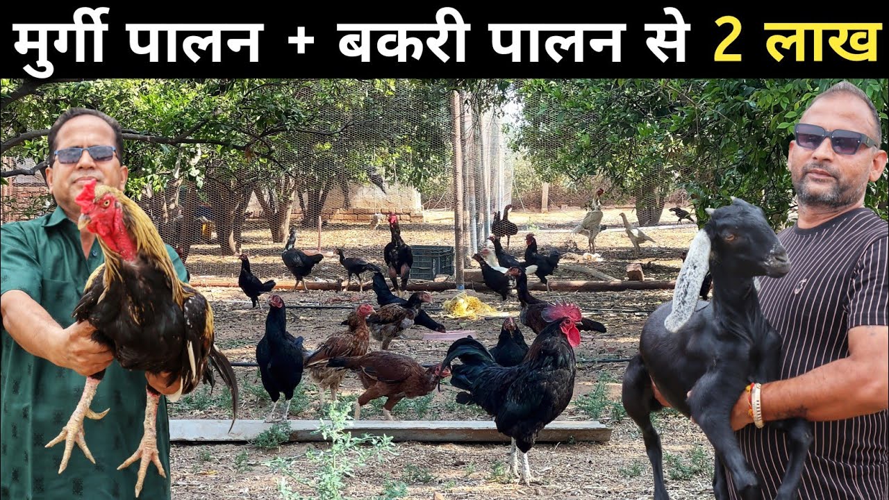 मुर्गी पालन के साथ बकरी पालन | Goat farming + Desi Poultry Farming