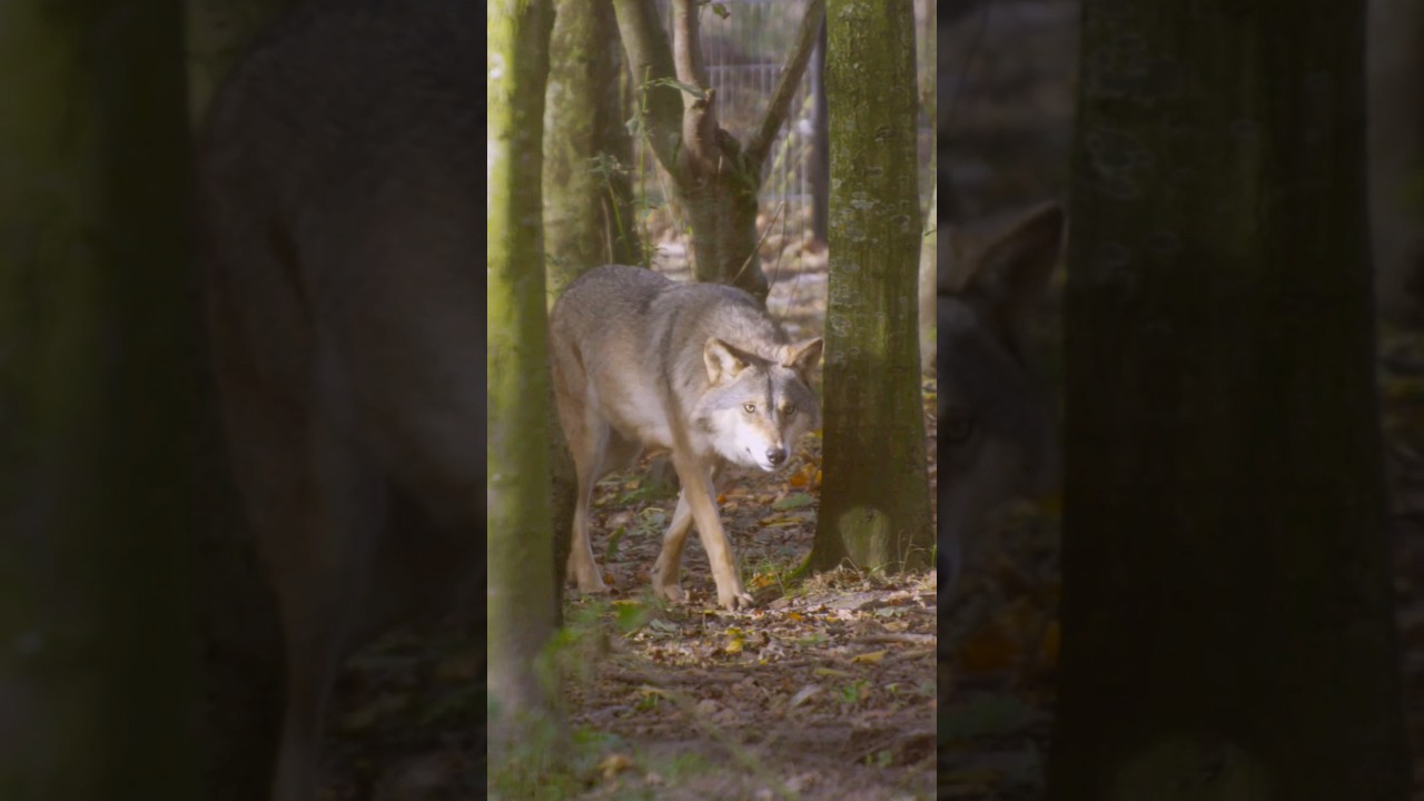 Pelēkais vilks (Canis lupus) ✨️