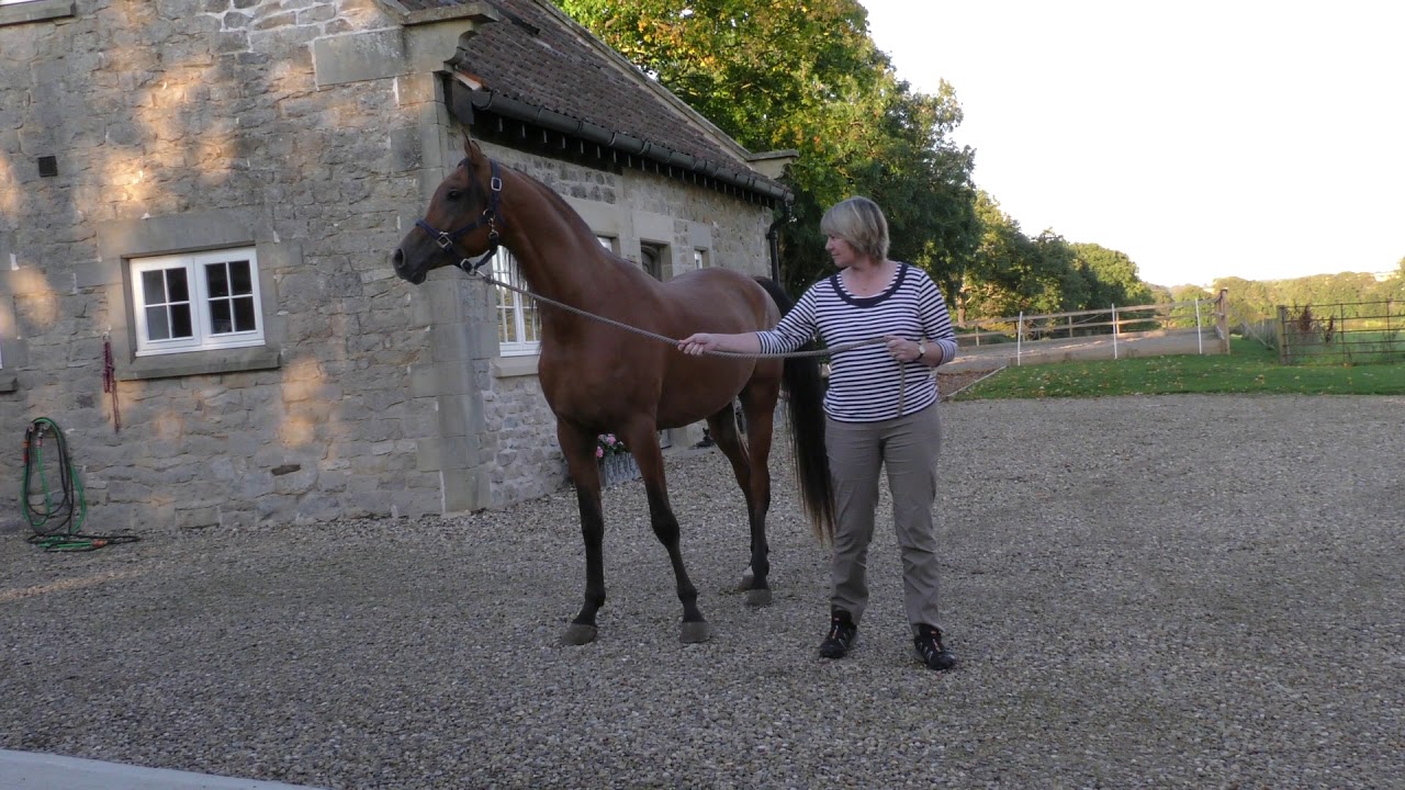 Arab Three year Old Stallion Arrives At His New Home In Yorkshire