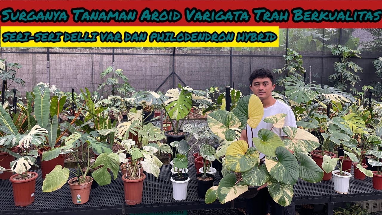 SURGANYA TANAMAN AROID VARIGATA TRAH BERKUALITAS DI AYANA PLANT
