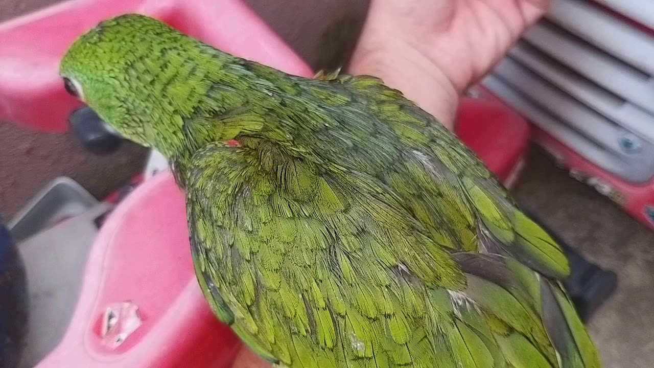 Papagaio Verdadeiro (Aestiva) Luna Com 3 (três) Meses  de Vida